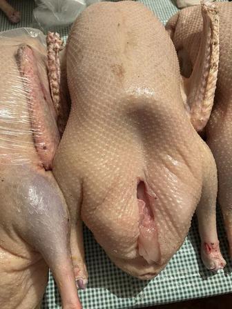 Продажа домашних гусей.