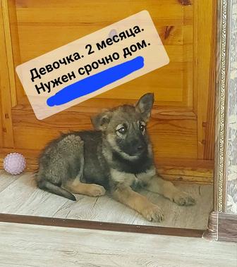 Щенкам нужен дом