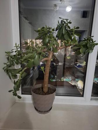 Комнатные цветы