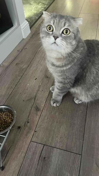 Отдам в хорошие руки кота