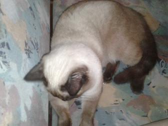 Отдам даром кота