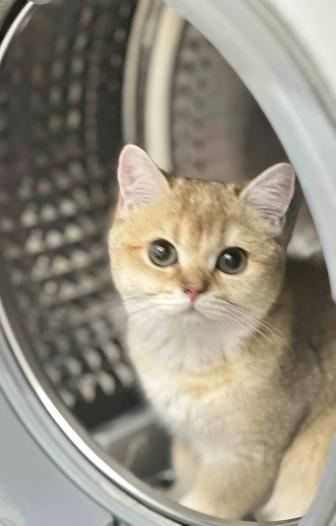 Продам кошечку Золотая Шиншилла Не стерилизованна