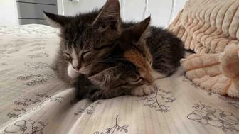 отдам котят бесплатно
