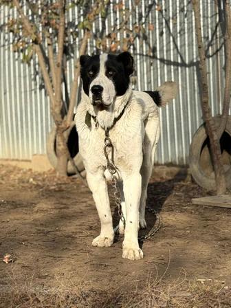 Продам алабая