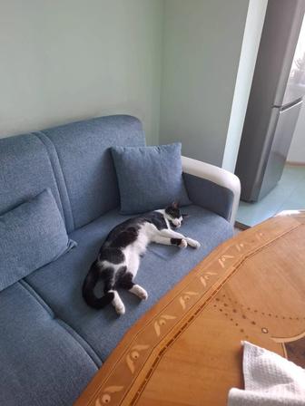 Котик Томи ищет дом