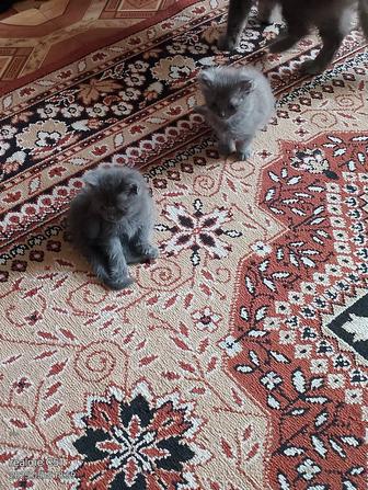 Отдам даром котята
