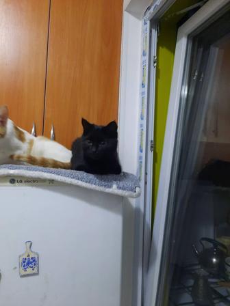 Кошечка, 6 месяцев, стерилизована.