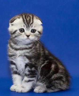 Вислоухие Котята