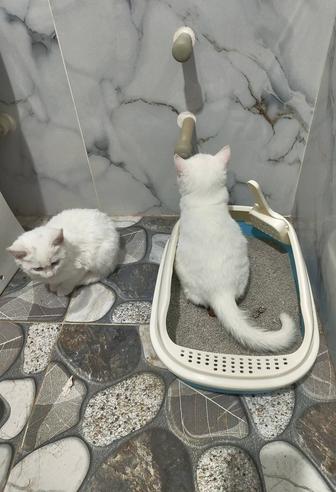 Као-мани котята