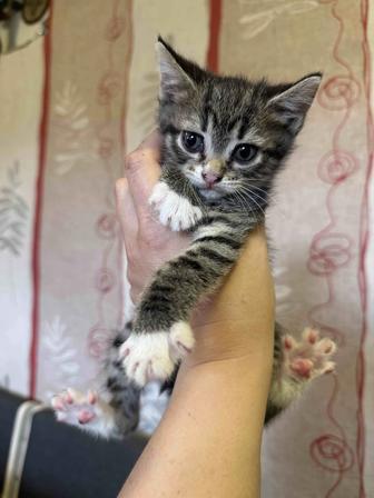 Отдам котят в добрые руки