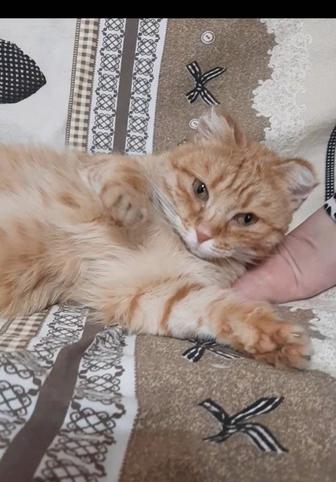 Милая кошечка Рыжуля в добрые руки!