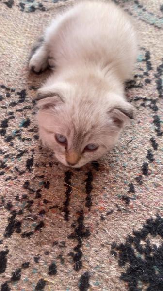 Кошка
