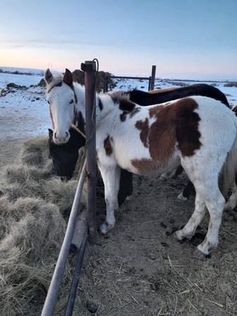 Продам лошадей