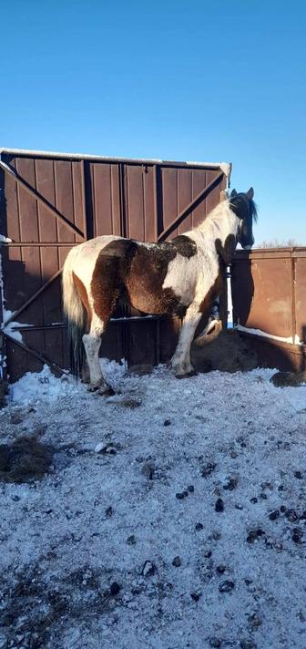 Продам жеребца