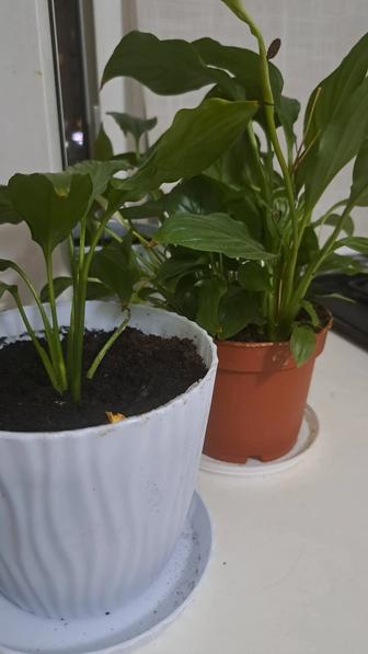 Продам комнатное растение