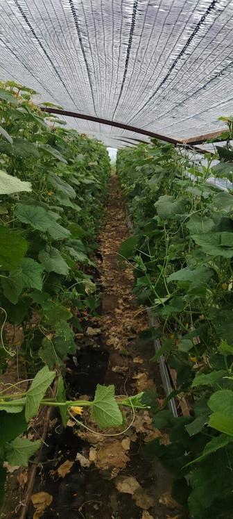 Теплица для любого бизнеса