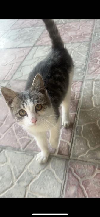 Котенок (мальчик) отдам в хорошие, добрые руки