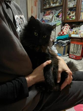 Пристраивается кот