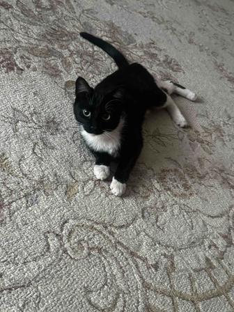 Отдам даром кошечку