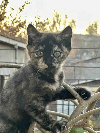 Отдам котенка в хорошие руки