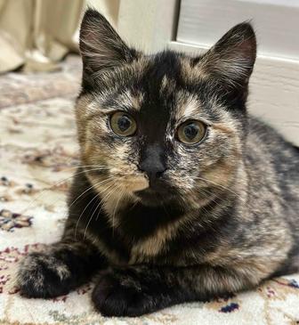 Отдам котенка в хорошие руки