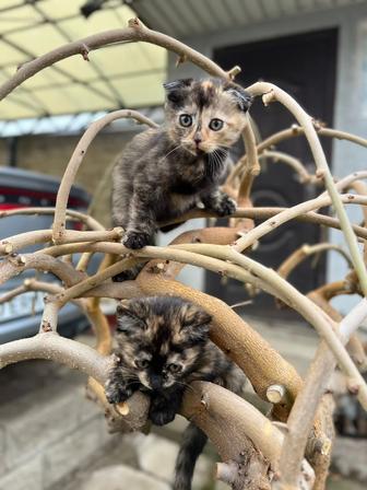 Отдам котят в хорошие руки