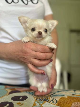 Девочки чихуа