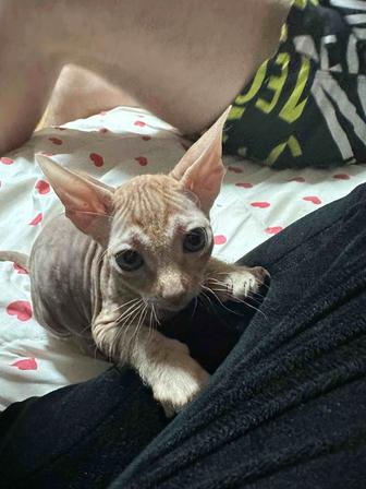 Продам котенка сфинкса