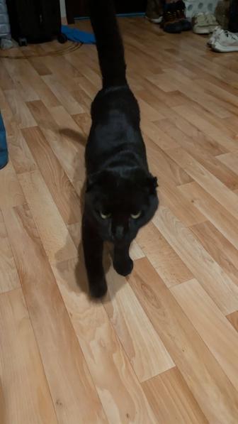 Вислоухий шотландец ищет новых хозяев