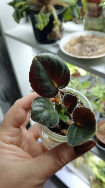 Фиалка детки