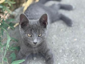 Отдам котят бесплатно