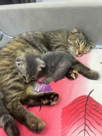 Кошка