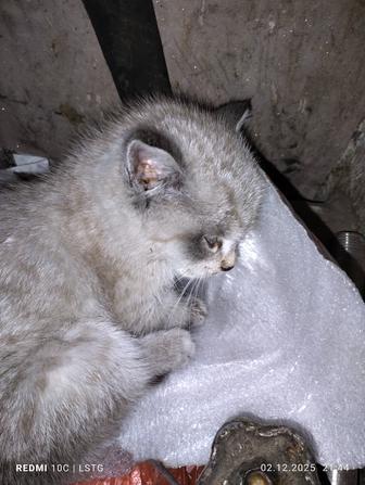 Котенок в добрые руки