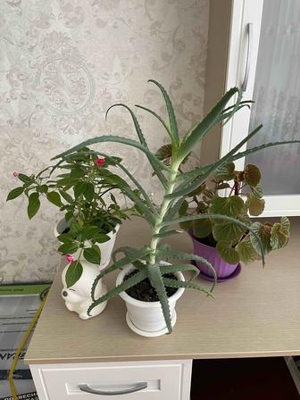 Продаю комнатные растения название Бальзамин, бегония, алоэ не прихотливые