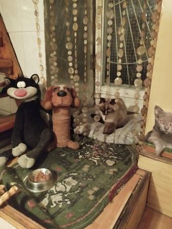 Гостиница для кошек и собак