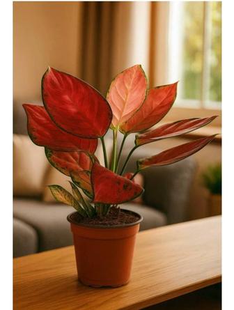 Комнатное растение аглаонема, высота вместе с горшком 30 см.