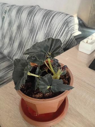 Продам комнатный цветок черная мамба