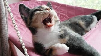 Котенок Девочке 3 месяца.