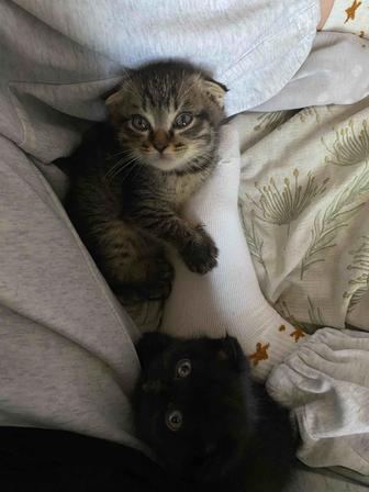 Котенок породистый