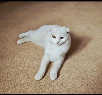 Кошечка ищет дом