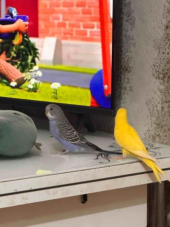 Домашние попугаи