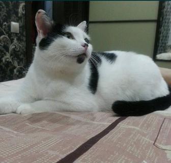 Отдам кота в добрые руки