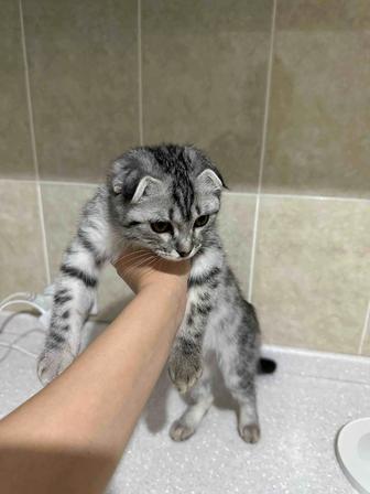 Скотиш фолд