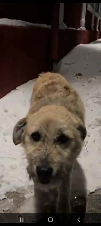 Пропала собака