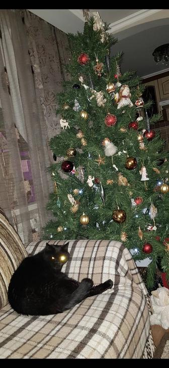 Продам Ёлку