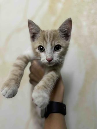 Котенок ищет хозяина