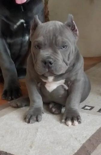 Щенки Американский булля