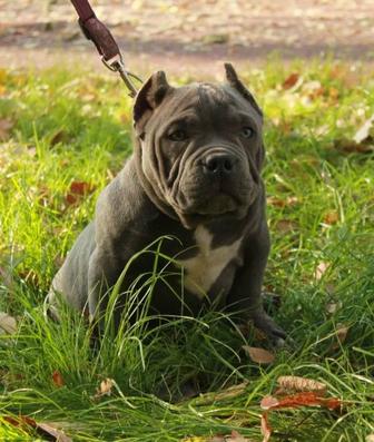 Щенки Американский булля