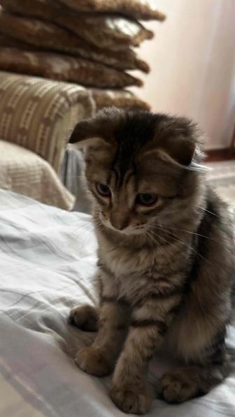 Котенок ищет дом