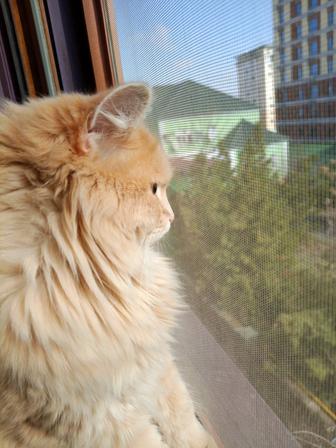 Отдам кота в хорошие руки